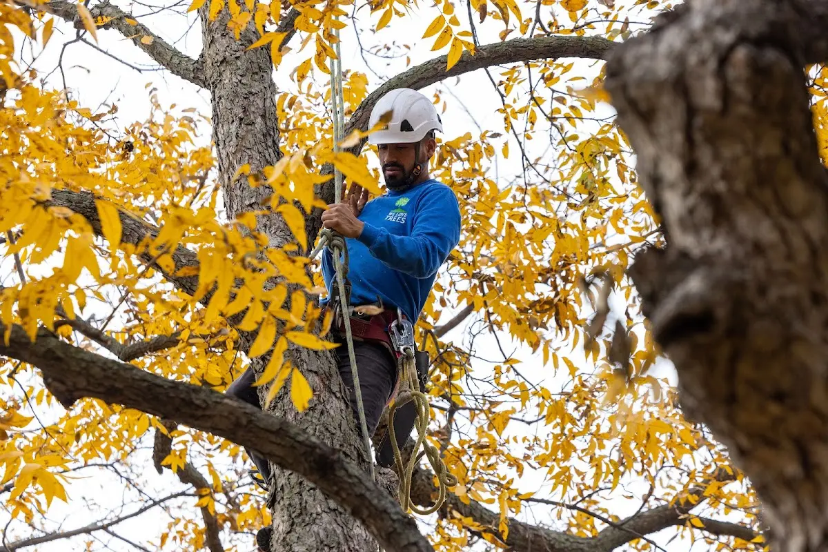 Skilled Storm Damage Cleanup crew working in Southport