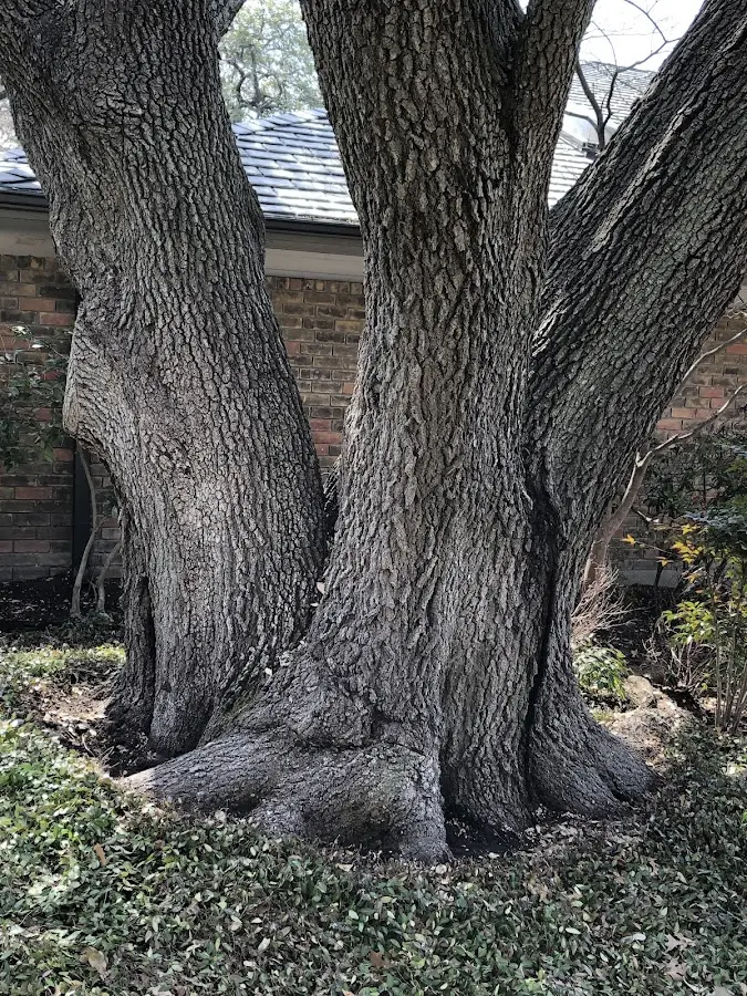 Mature heritage tree close to a Southport property cared for by certified arborists
